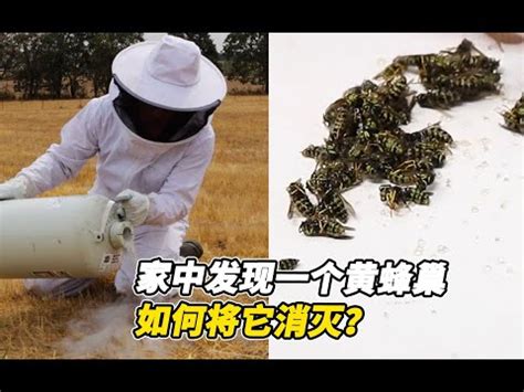 蜂築巢|2024蜂巢處理最新指南